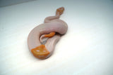 Load image into Gallery viewer, Male Albino Pied Ball Python