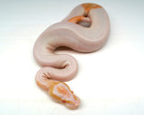 Load image into Gallery viewer, Male Albino Pied Ball Python
