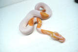 Load image into Gallery viewer, Male Albino Pied Ball Python