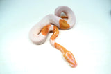Load image into Gallery viewer, Male Albino Pied Ball Python