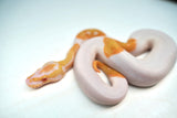 Load image into Gallery viewer, Male Albino Pied Ball Python