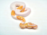 Load image into Gallery viewer, Male Albino Pied Ball Python