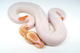 Load image into Gallery viewer, Female Albino Pied Ball Python