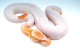 Load image into Gallery viewer, Female Albino Pied Ball Python