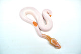 Load image into Gallery viewer, Female Albino Pied Ball Python