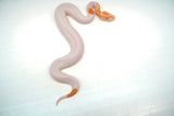 Load image into Gallery viewer, Female Albino Pied Ball Python