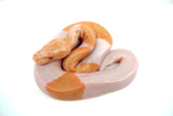 Load image into Gallery viewer, Female Albino Pied Enchi Ball Python
