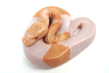 Load image into Gallery viewer, Female Albino Pied Enchi Ball Python