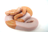 Load image into Gallery viewer, Female Albino Pied Enchi Ball Python