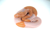 Load image into Gallery viewer, Female Albino Pied Enchi Ball Python