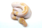 Load image into Gallery viewer, Female Albino Pied Mojave Ball Python
