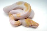 Load image into Gallery viewer, Female Albino Pied Mojave Ball Python
