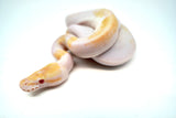 Load image into Gallery viewer, Female Albino Pied Mojave Ball Python
