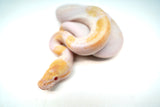 Load image into Gallery viewer, Female Albino Pied Mojave Ball Python