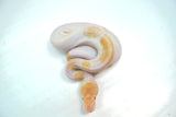 Load image into Gallery viewer, Female Albino Pied Mojave Ball Python