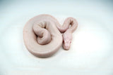 Load image into Gallery viewer, Male Albino Pied Pinto White (Red Eyed Leucistic) Ball Python