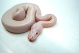 Load image into Gallery viewer, Male Albino Pied Pinto White (Red Eyed Leucistic) Ball Python
