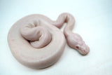 Load image into Gallery viewer, Male Albino Pied Pinto White (Red Eyed Leucistic) Ball Python