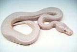 Load image into Gallery viewer, Male Albino Pied Pinto White (Red Eyed Leucistic) Ball Python
