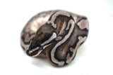 Load image into Gallery viewer, Female Axanthic Pied Ball Python