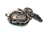 Load image into Gallery viewer, Female Axanthic Pied Ball Python