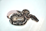 Load image into Gallery viewer, Female Axanthic Pied Ball Python