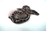 Load image into Gallery viewer, Female Axanthic Pied Ball Python