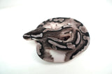 Load image into Gallery viewer, Male Axanthic Pied Ball Python