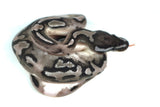Load image into Gallery viewer, Male Axanthic Pied Ball Python