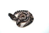 Load image into Gallery viewer, Male Axanthic Pied Ball Python