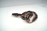 Load image into Gallery viewer, Male Axanthic Pied Ball Python
