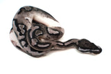 Load image into Gallery viewer, Male Axanthic Pied Ball Python