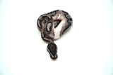Load image into Gallery viewer, Male Axanthic Pied Ball Python