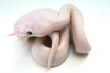 Load image into Gallery viewer, Male Blue Eyed Leucistic Ball Python