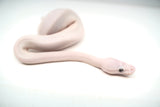 Load image into Gallery viewer, Male Blue Eyed Leucistic Ball Python