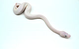 Load image into Gallery viewer, Male Blue Eyed Leucistic Ball Python
