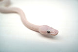 Load image into Gallery viewer, Male Blue Eyed Leucistic Ball Python