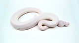 Load image into Gallery viewer, Male Blue Eyed Leucistic Ball Python