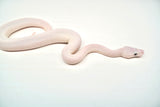 Load image into Gallery viewer, Male Blue Eyed Leucistic Ball Python