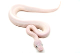 Load image into Gallery viewer, Male Blue Eyed Leucistic Ball Python