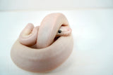 Load image into Gallery viewer, Male Blue Eyed Leucistic Ball Python