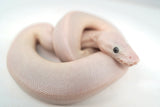 Load image into Gallery viewer, Male Blue Eyed Leucistic Ball Python