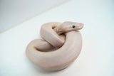 Load image into Gallery viewer, Male Blue Eyed Leucistic Ball Python