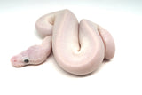 Load image into Gallery viewer, Male Blue Eyed Leucistic Ball Python