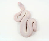 Load image into Gallery viewer, Male Blue Eyed Leucistic Ball Python