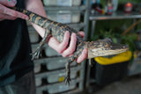Load image into Gallery viewer, American Alligator