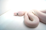 Load image into Gallery viewer, Male Blue Eyed Leucistic Ball Python