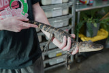 Load image into Gallery viewer, American Alligator