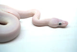 Load image into Gallery viewer, Male Blue Eyed Leucistic Ball Python