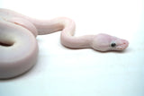 Load image into Gallery viewer, Male Blue Eyed Leucistic Ball Python